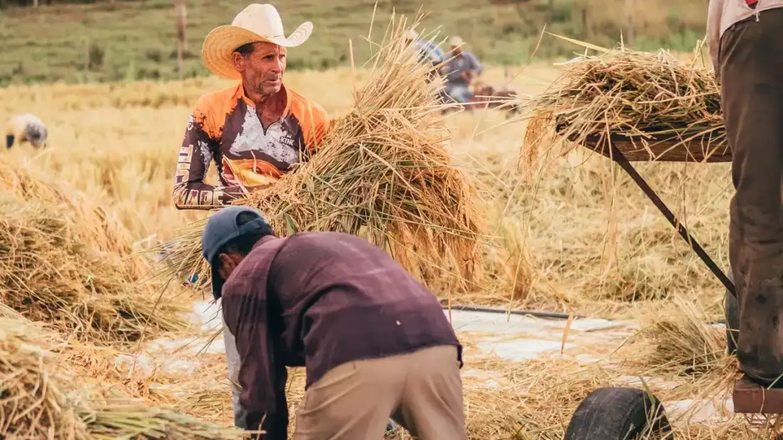 Agricultores trabajando en el campo durante la recogida.